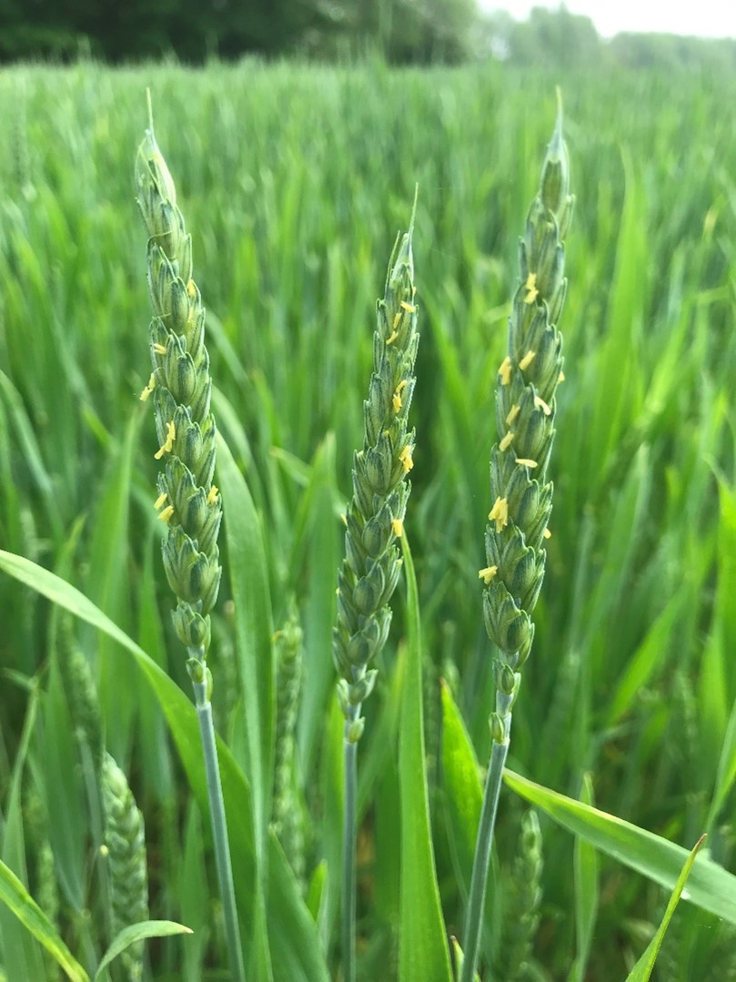 Wheat at beginning flowering